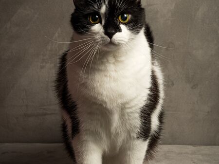 Foto von Ebony